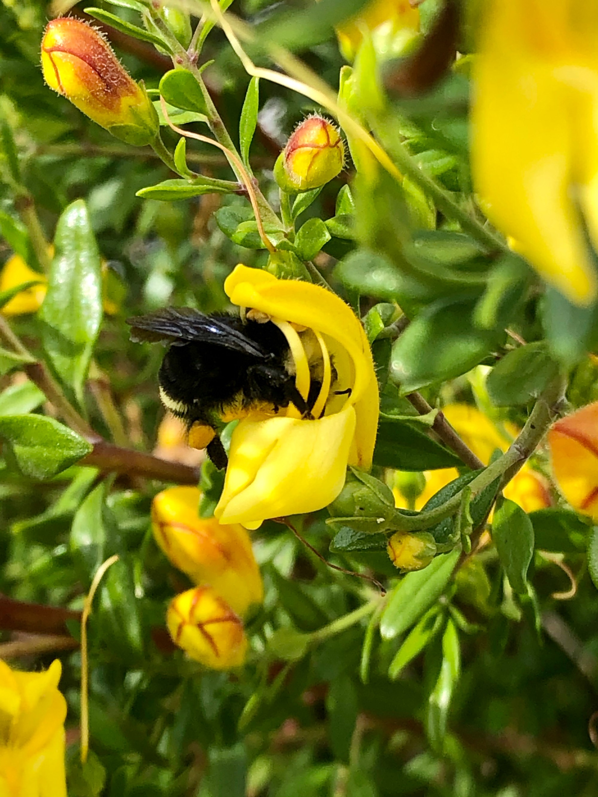 bumblebee