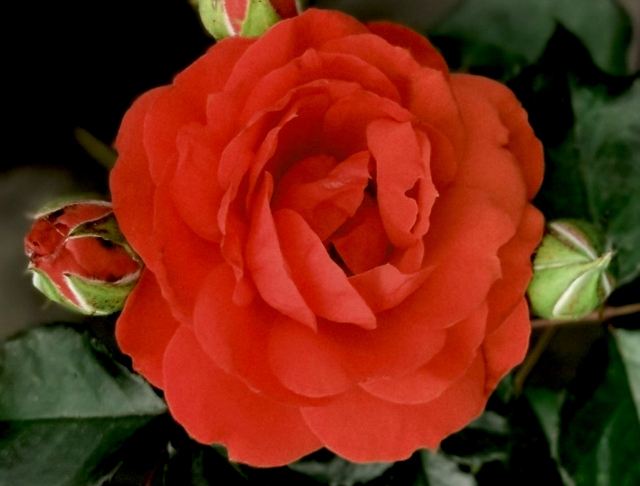 Rose True Bloom True Crush