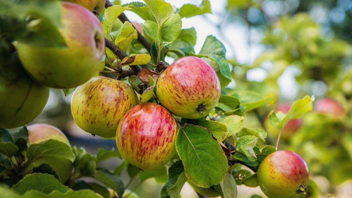 Discover What an Apple Tree Needs in April to Thrive Red and green apples on an apple tree in an orchard