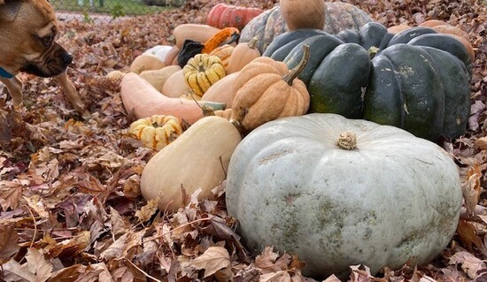 COMdjnsquash2.jpg COMdjnsquash2.jpg
