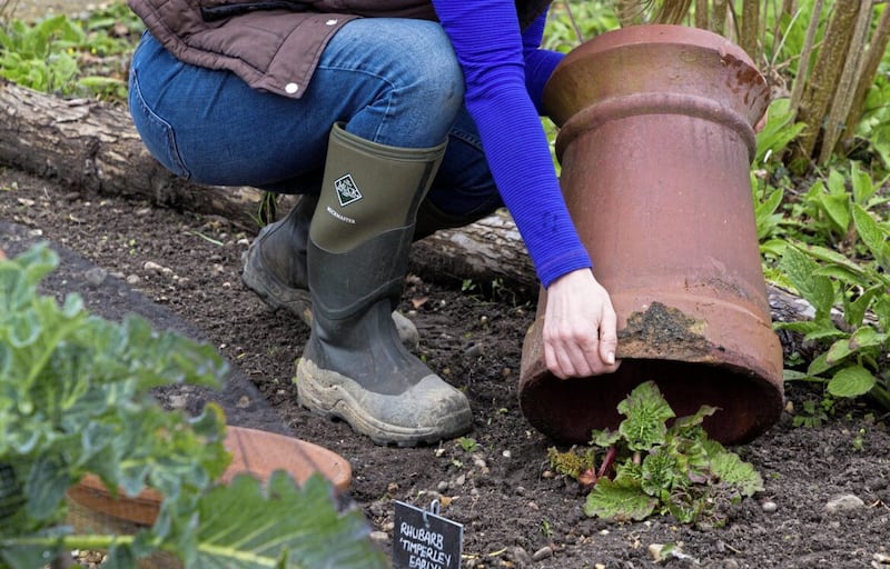 You can force rhubarb over winter to harvest in early spring by covering the plant with a large pot or upturned dustbin in late January to block out the light 