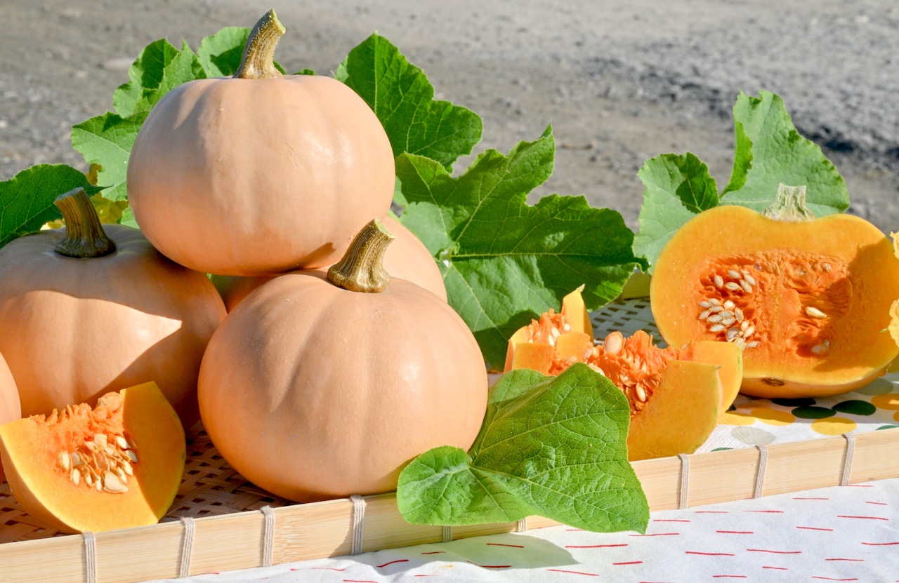 Butternut squash Butter Lamp