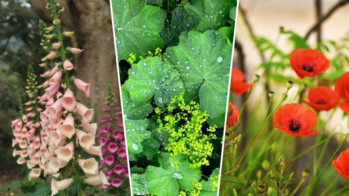 Self-seeding flowers for a low-maintenance blossoming garden composite of foxgloves, ladys mantle and poppies