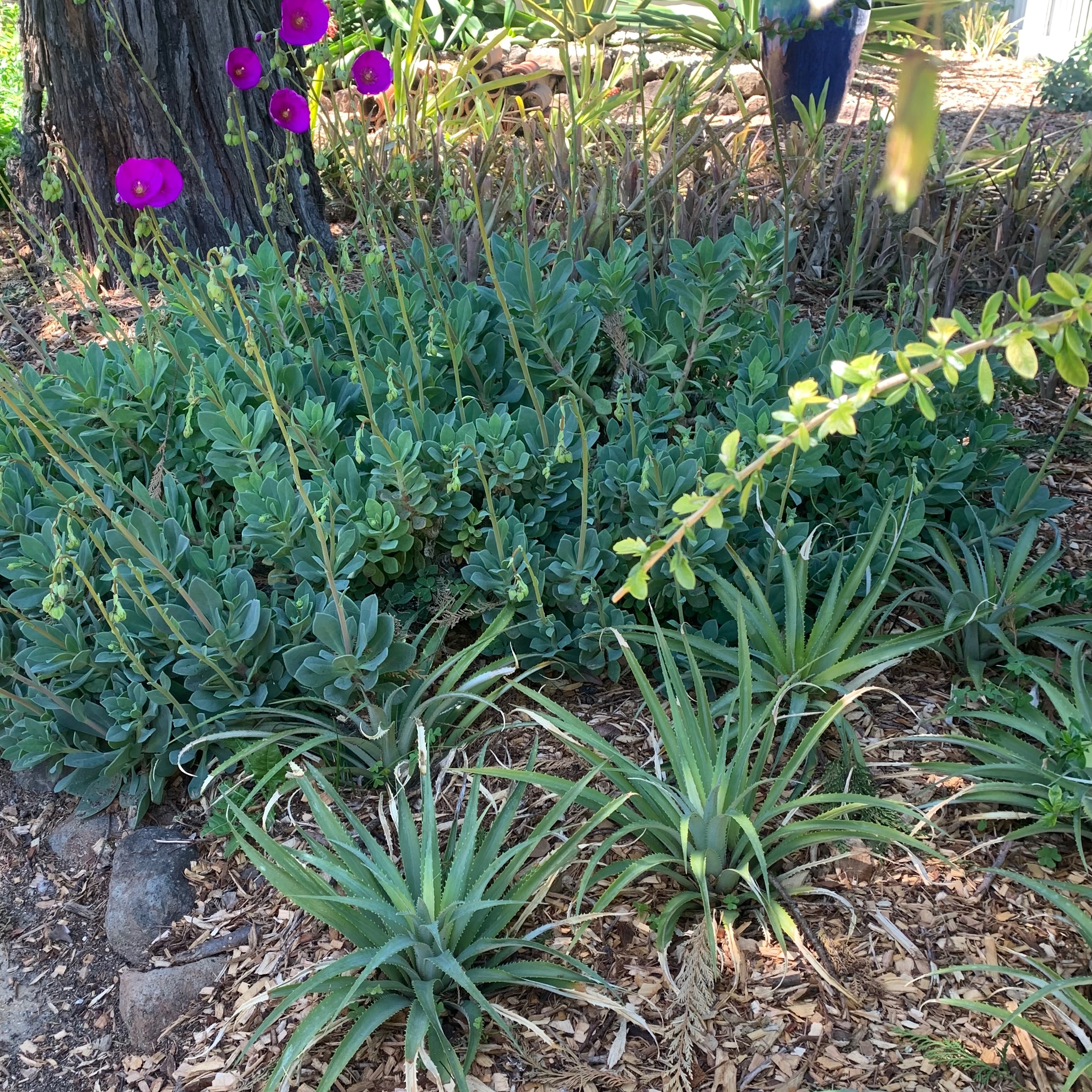 Shining pink rock purslane (Calandrinia spectabilis) and coastal ochagavia (Ochagavia...