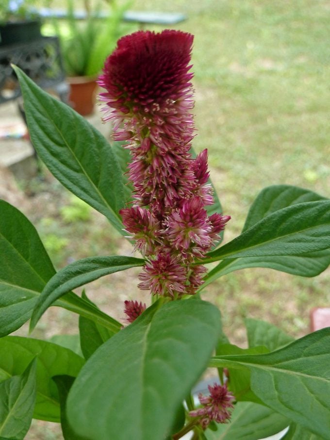 Calk 071813, celosia