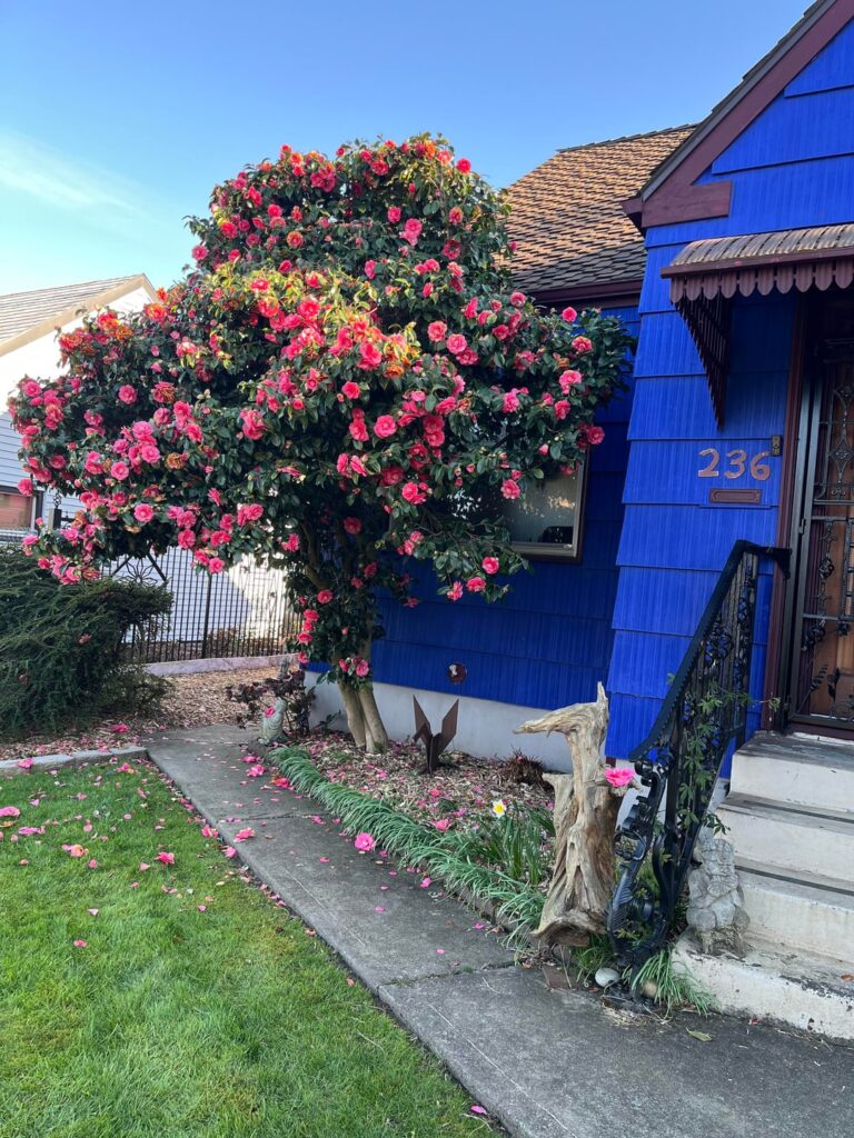 Camellias in full bloom.