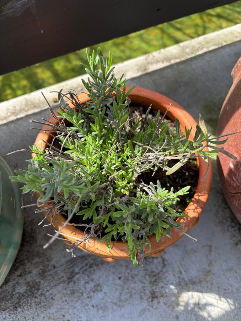 Can my lavender come back to life from the state it’s currently in? Can my lavender come back to life from the state it’s currently in?