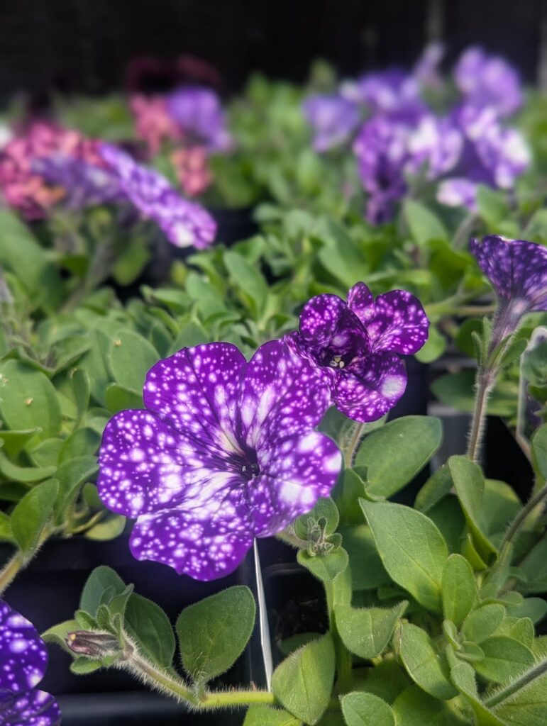 Can't help but snap pictures every time I'm in the greenhouse. Obsessed.