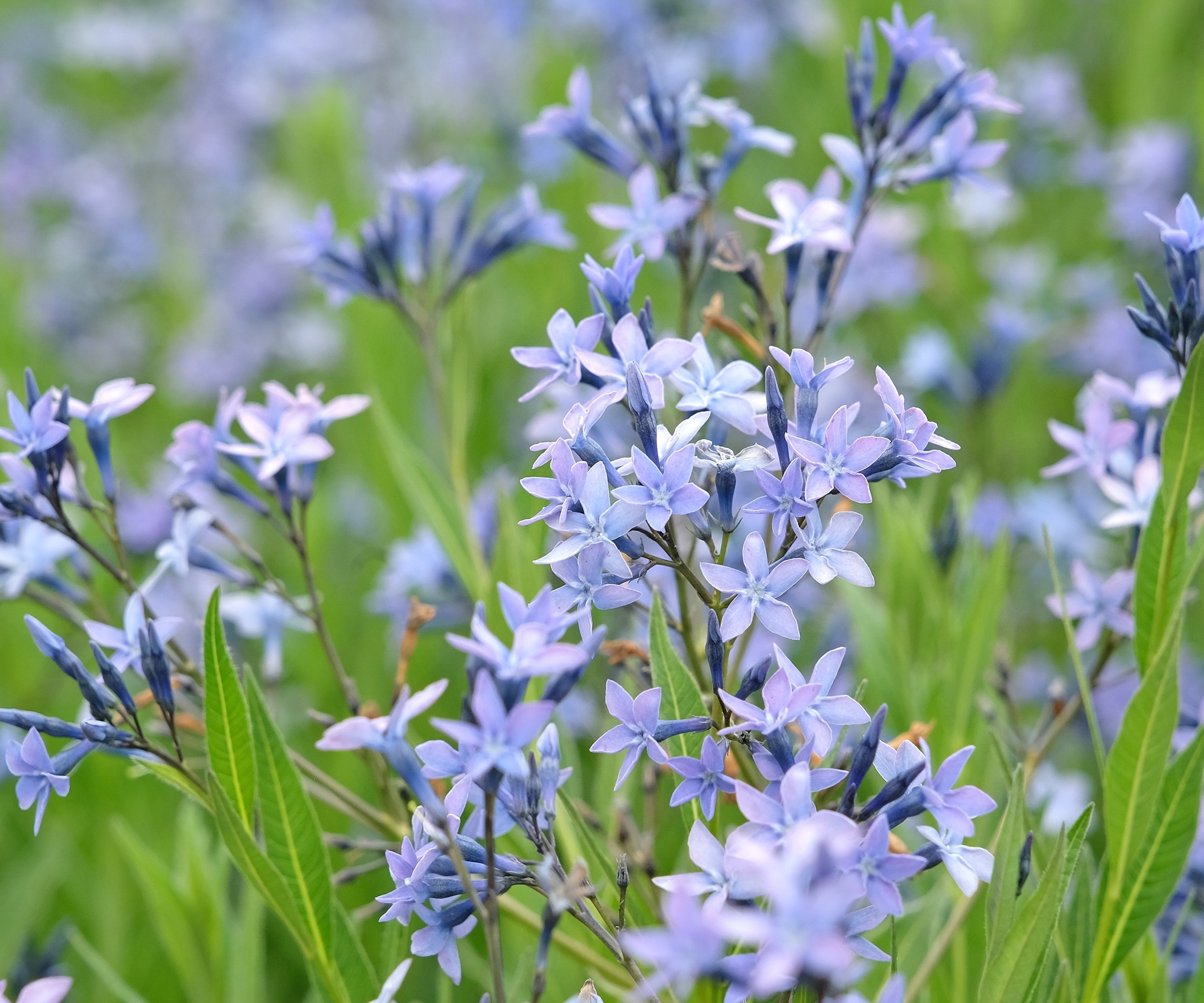 Amsonia, Eastern Bluestar