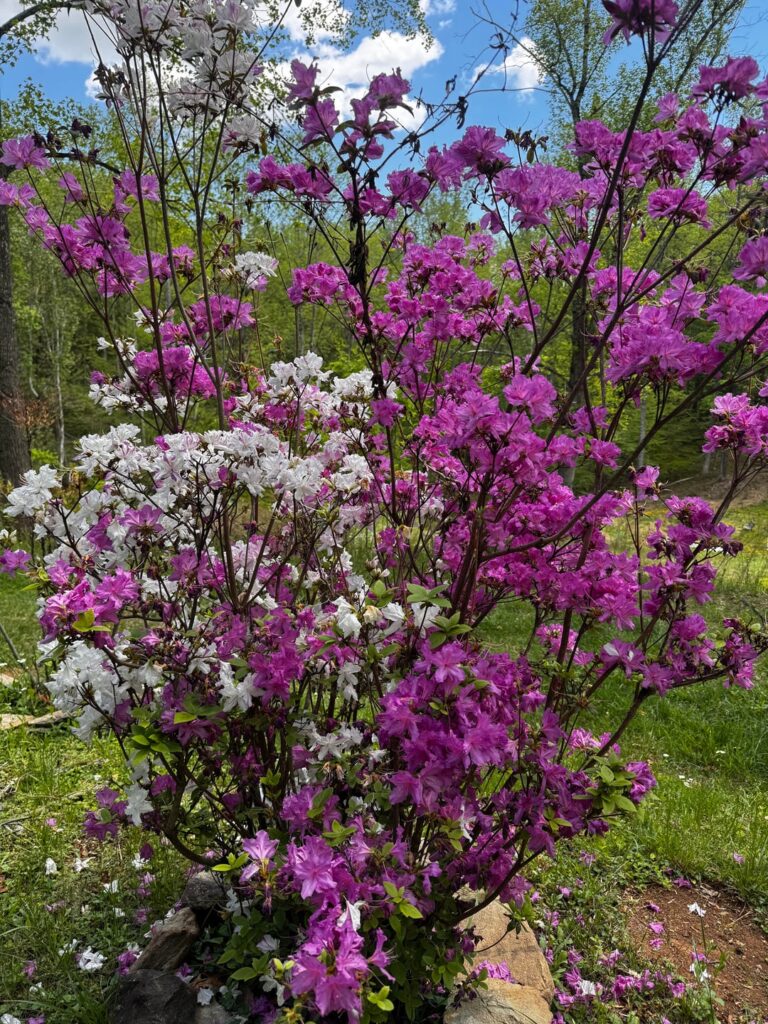 Common or rare? Hybrid purple & white Azaleas