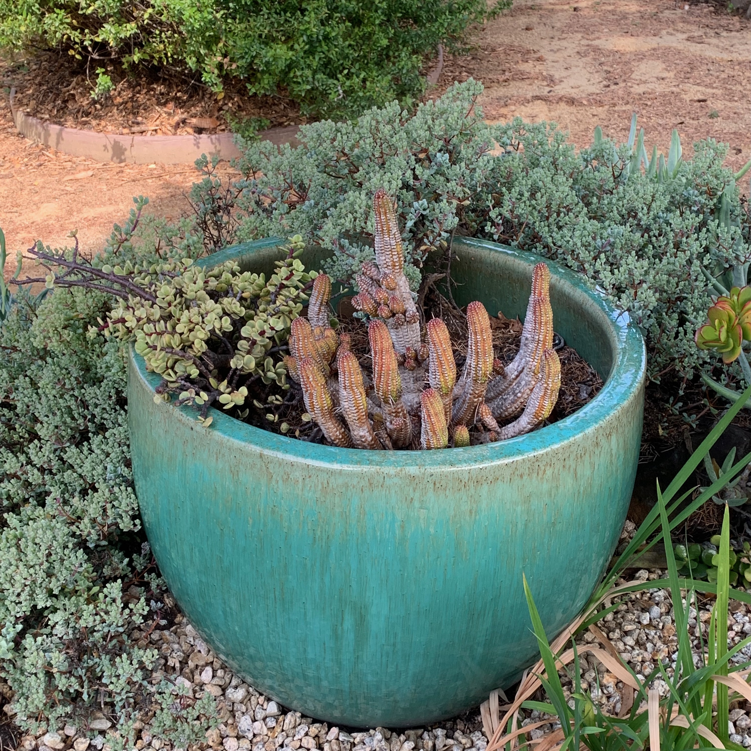 Container with South African succulents. This container could accommodate larger...
