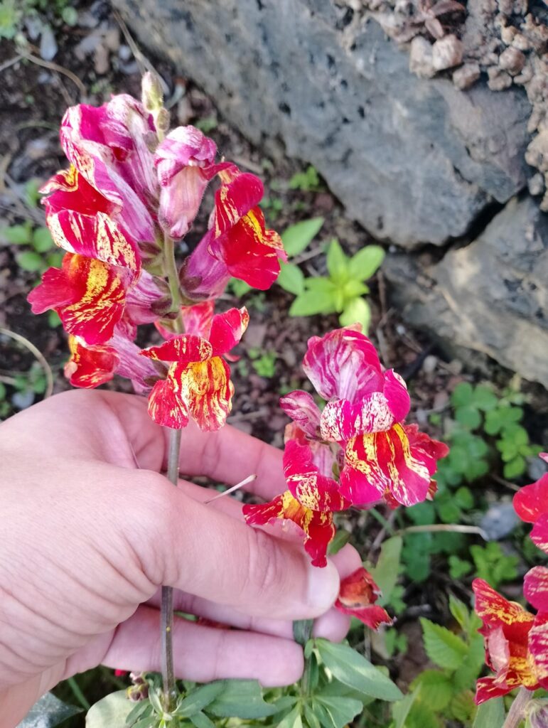 Crazy Snapdragon