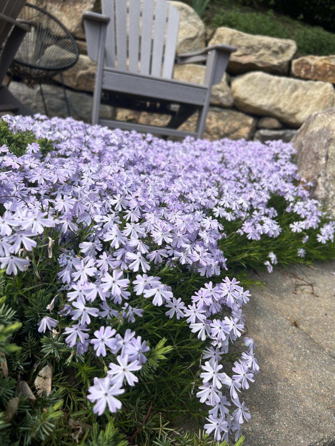 Creeping Phlox