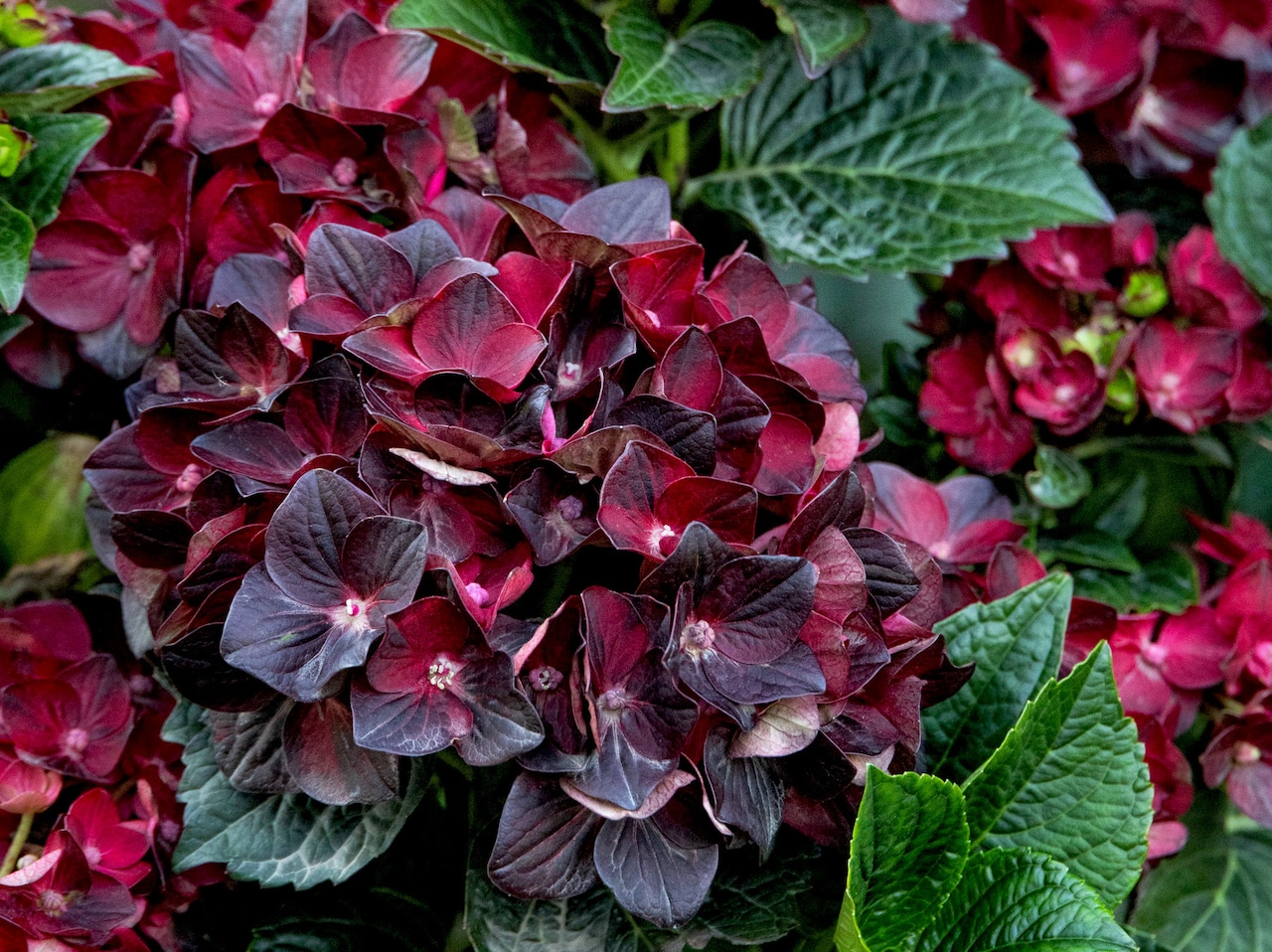 Hydrangea Centennial Ruby