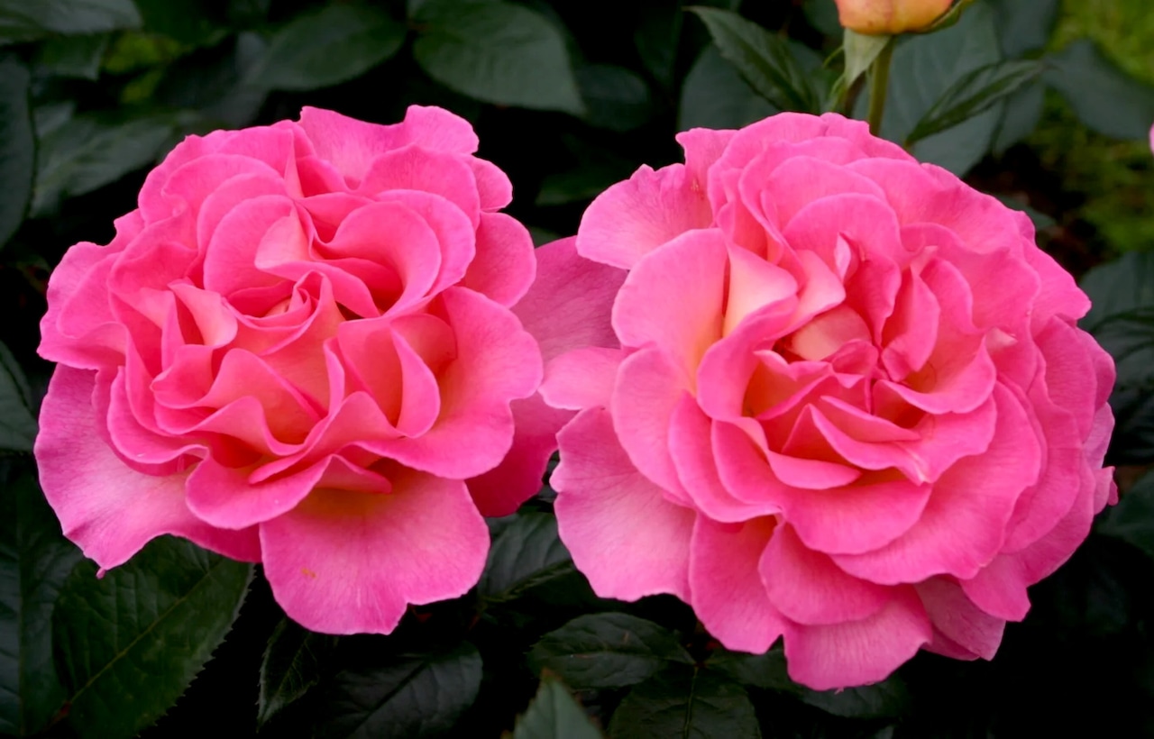 Rose Julie Andrews