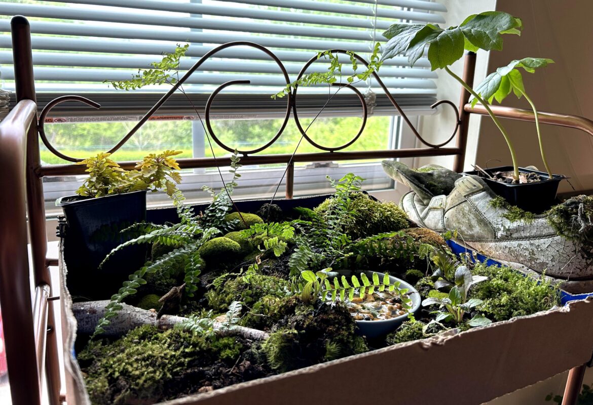 My forest in a tray