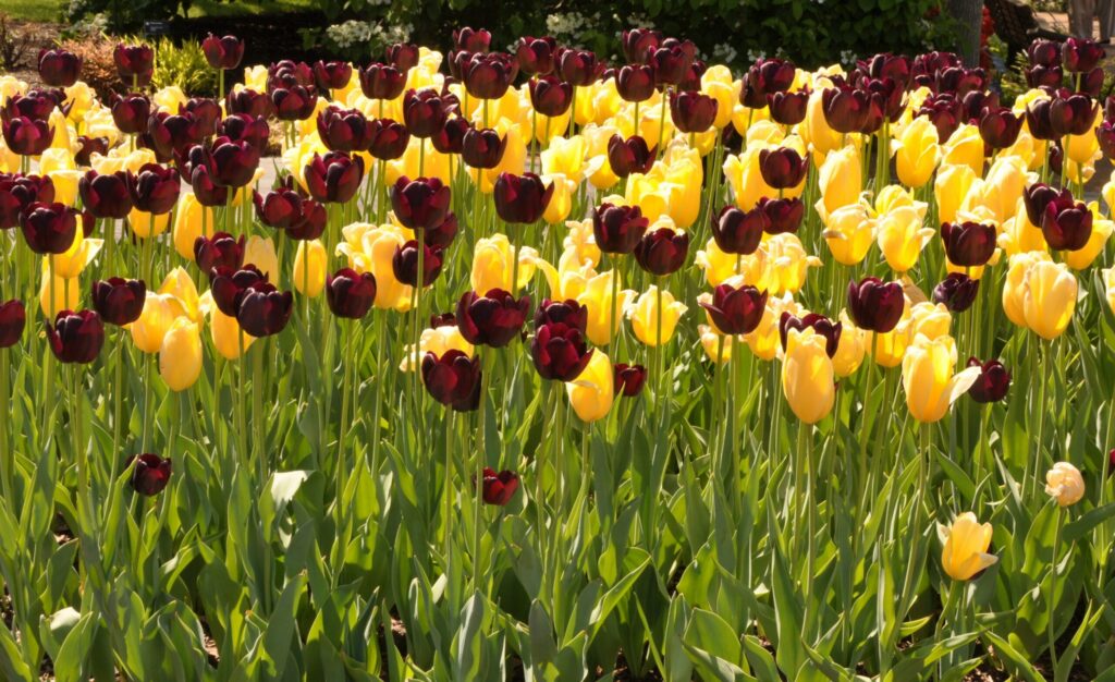 Year-round gardening: April tasks to tackle in your garden Year-round gardening: April tasks to tackle in your garden