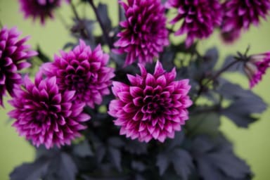 Dahlia Gardinetta® Velvet Crush