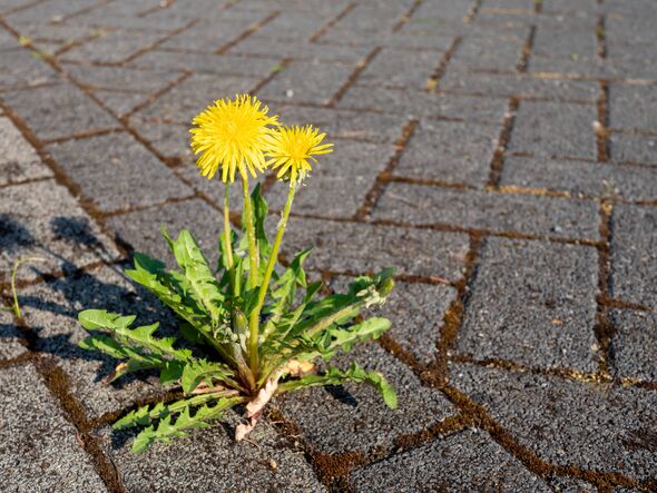 Dandelion weed control on a patio Dandelion weed control on a patio