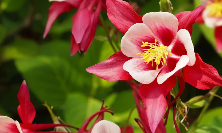 Columbine