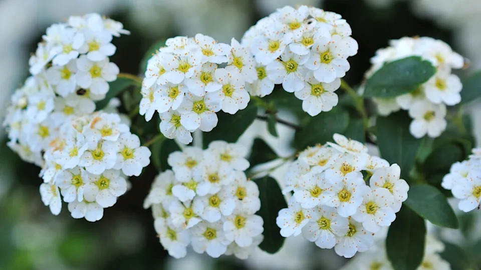 Spiraea flowering, small flowers in spring day