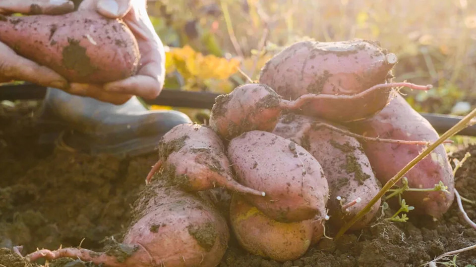 sweet potatoes growing in ground and harvested