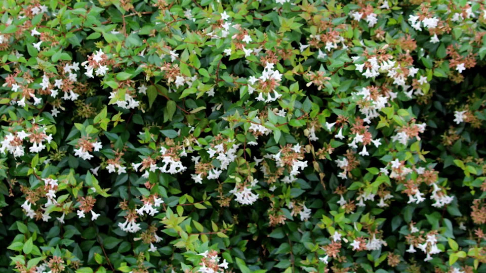 Linnaea grandiflora or Abelia grandiflora shrub with arching branches covered with oval leaves and clusters of pink tinged white bell shaped flowers