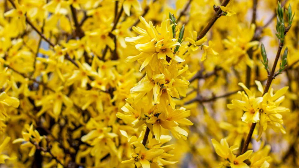 Bright yellow Forsythia bush flowers in the garden in spring season close up.