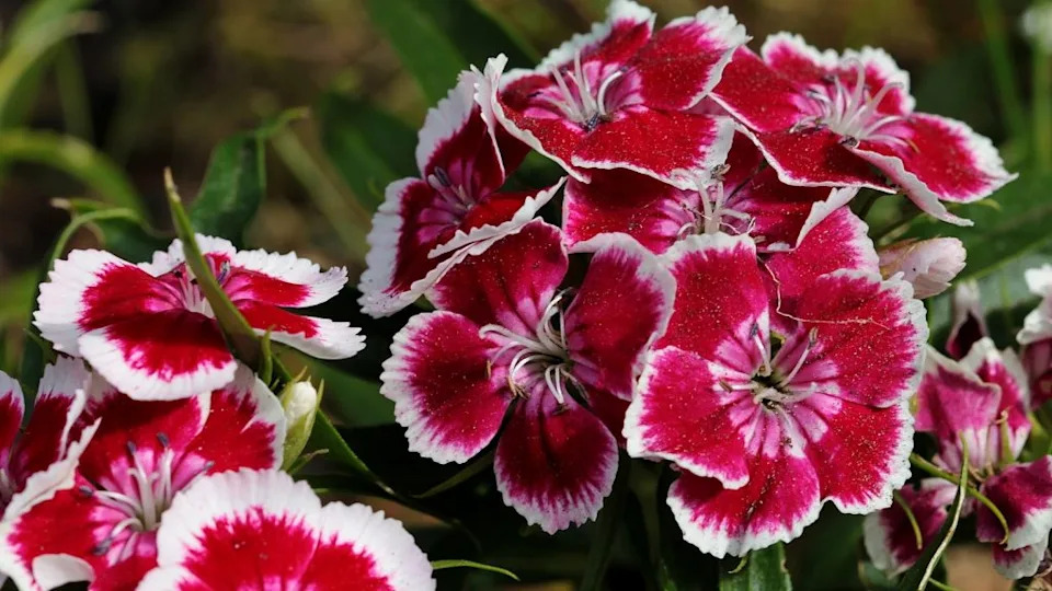 The beautiful Dianthus flowers in a garden on a sunny day