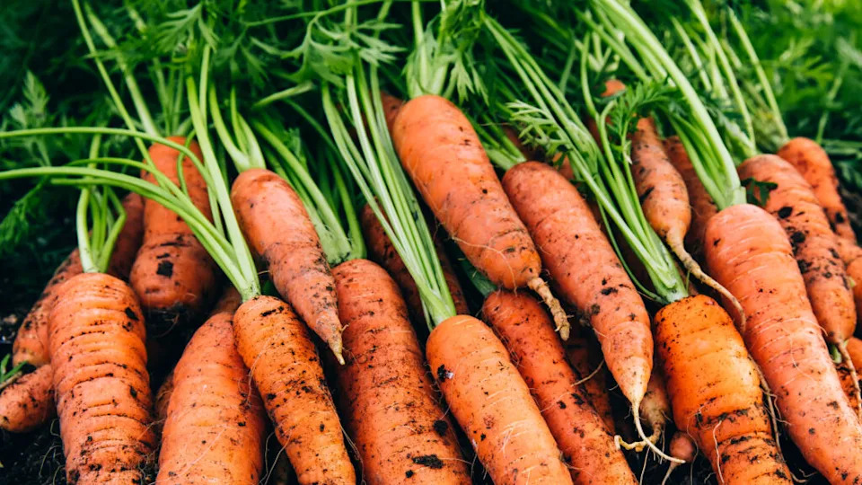 Fresh carrots. Harvest fresh organic carrots on the ground.