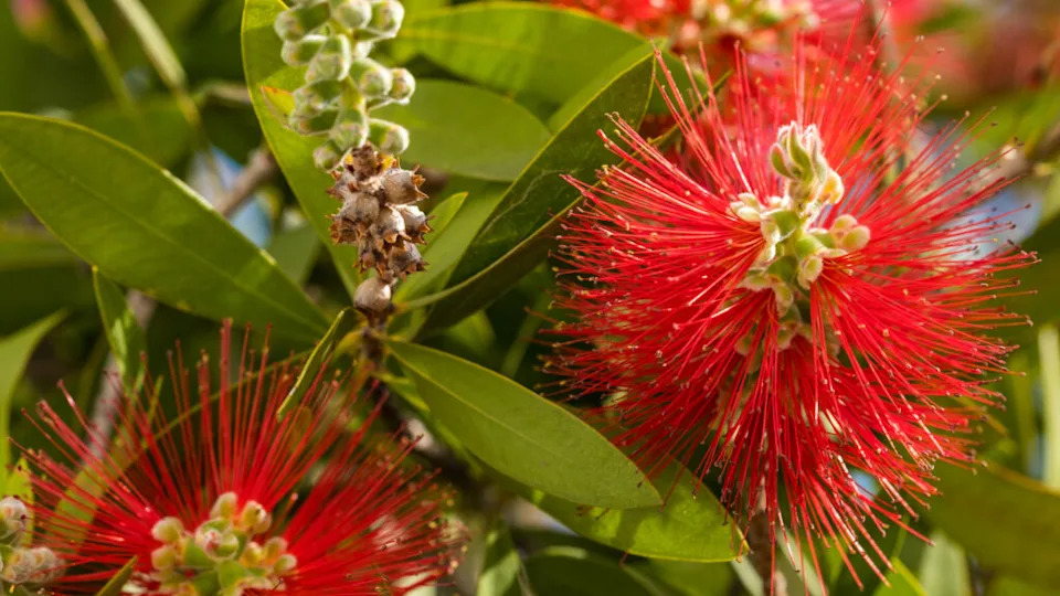 Red bottlebrush flower. Bottlebrush or Little John - Dwarf Callistemon. Selective focus, blurry background, close up
