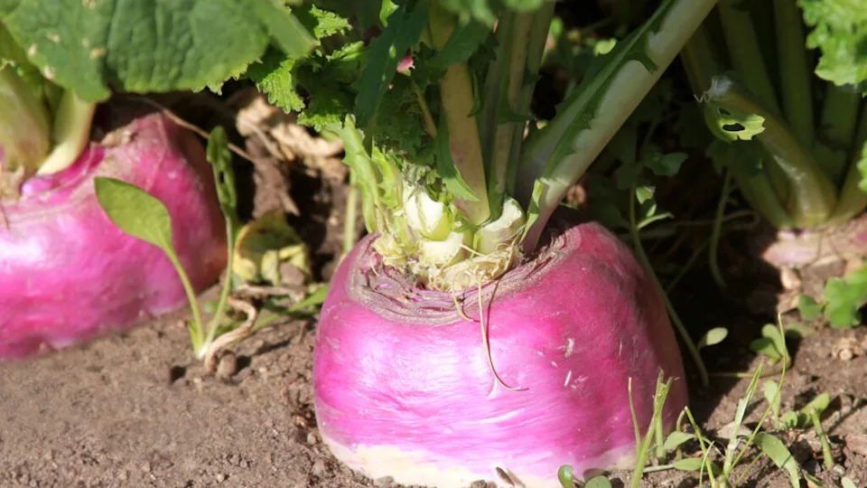 turnip