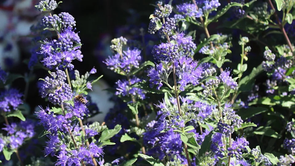 Caryopteris-bluebeard