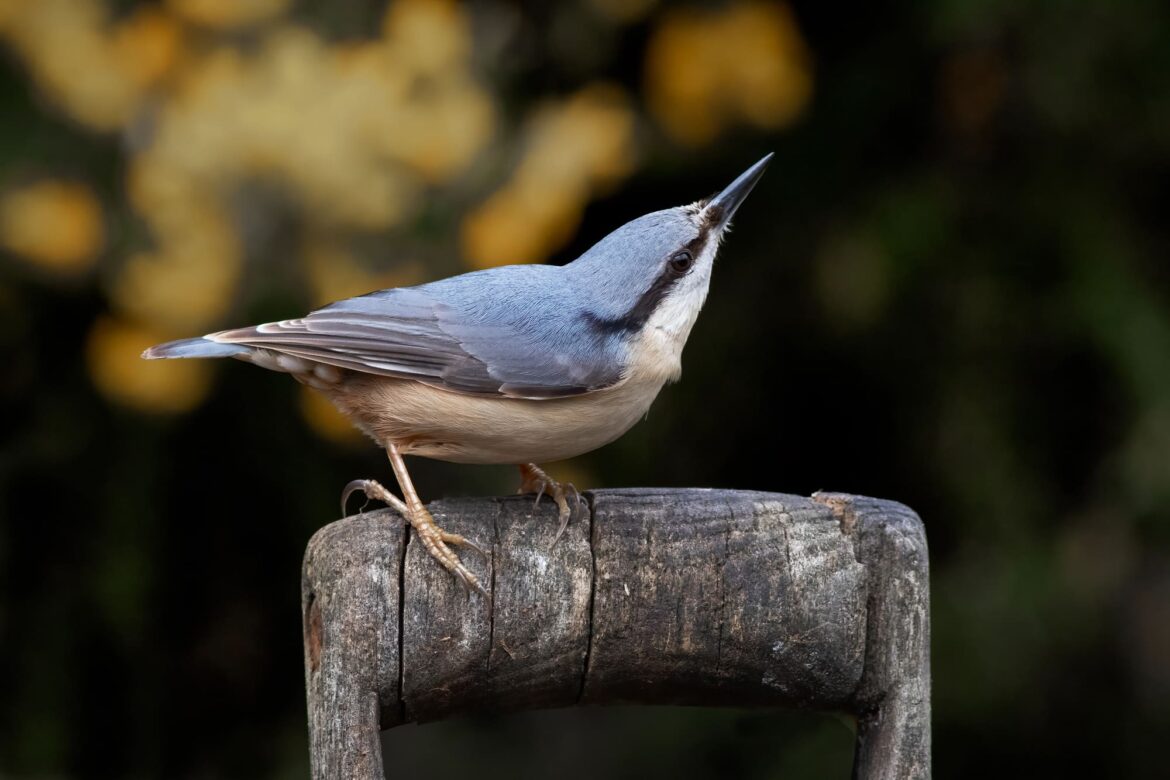 RHS aligns retail and advice with new bird health guidelines RHS aligns retail and advice with new bird health guidelines