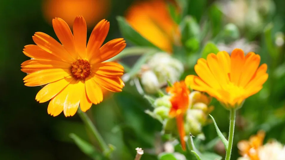 Flower with leaves Calendula (Calendula officinalis, pot, garden or English marigold) on blurred green background. Note: Shallow depth of field