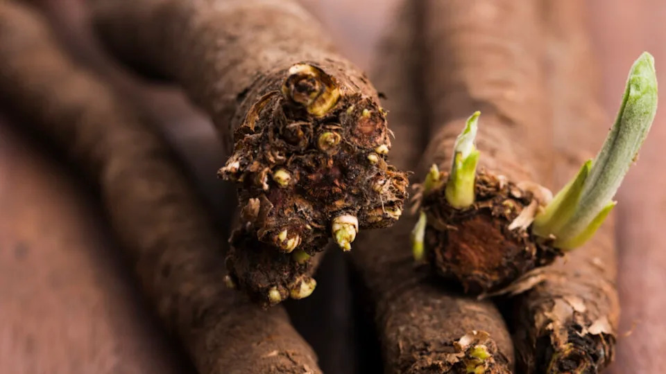 salsify vegetables on wood