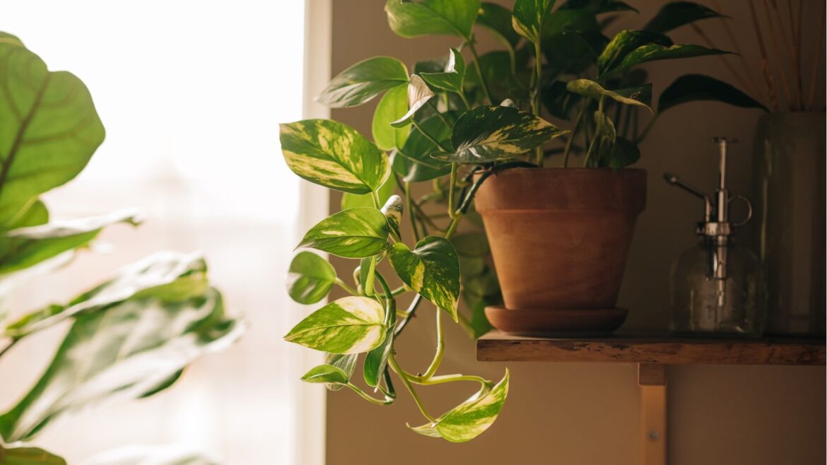 What Your Pothos Needs in April: 5 Simple Steps for Healthier Growth A close up of a pothos plant in a terracotta pot on a wall-mounted wooden shelf, plant water spritzer to the right of the pot, blurred greenery and window in background to the right.