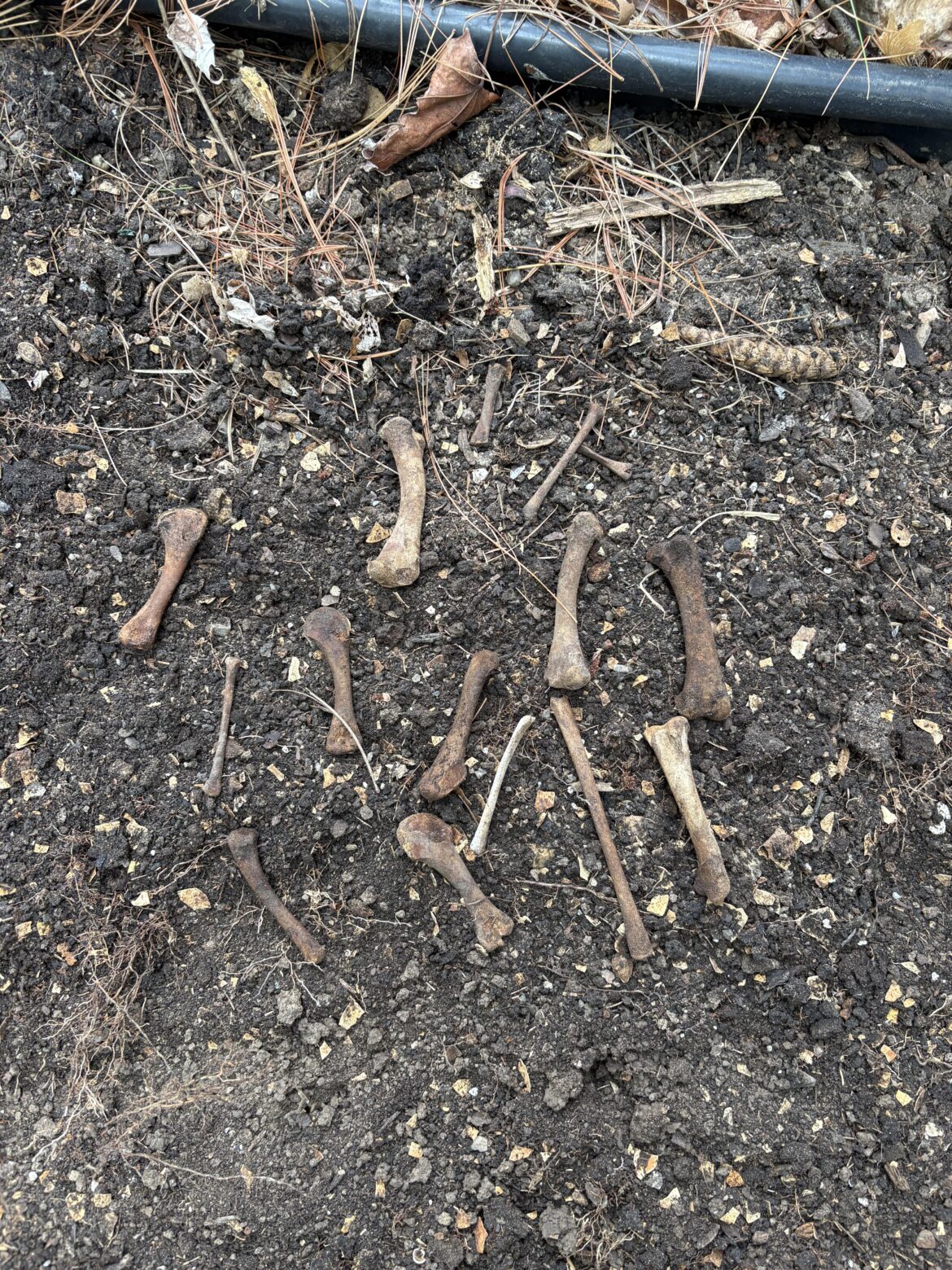 Do people put bones in garden beds for calcium/other benefits for the plants?