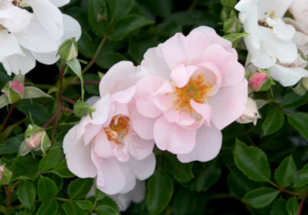 Rose Butterfly Bliss
