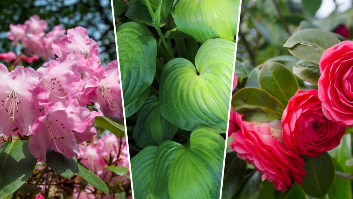 7 plants every north-facing garden needs composite of rhododendrons, hostas and camelias
