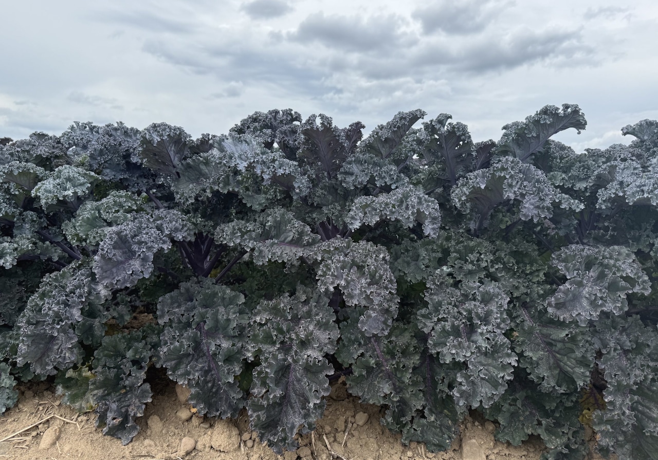 Kale Rubybor