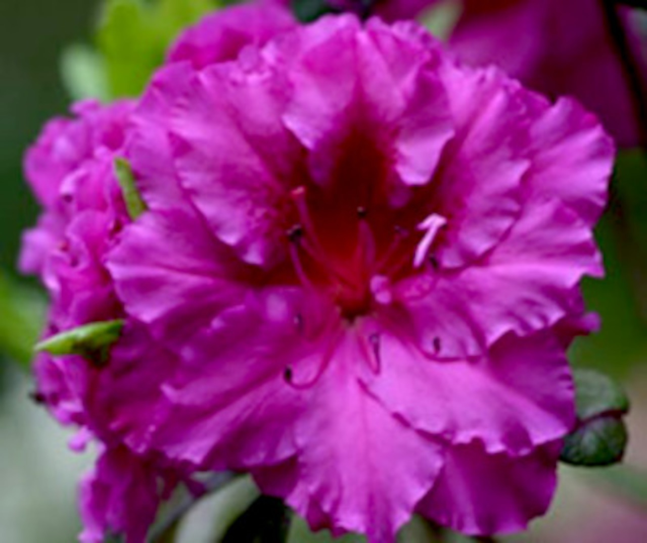 Azalea 'Donald H. Voss'