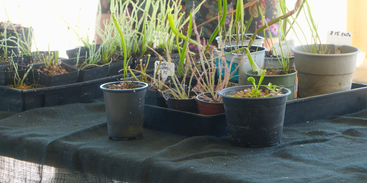 Tips for beginner gardeners looking to bloom