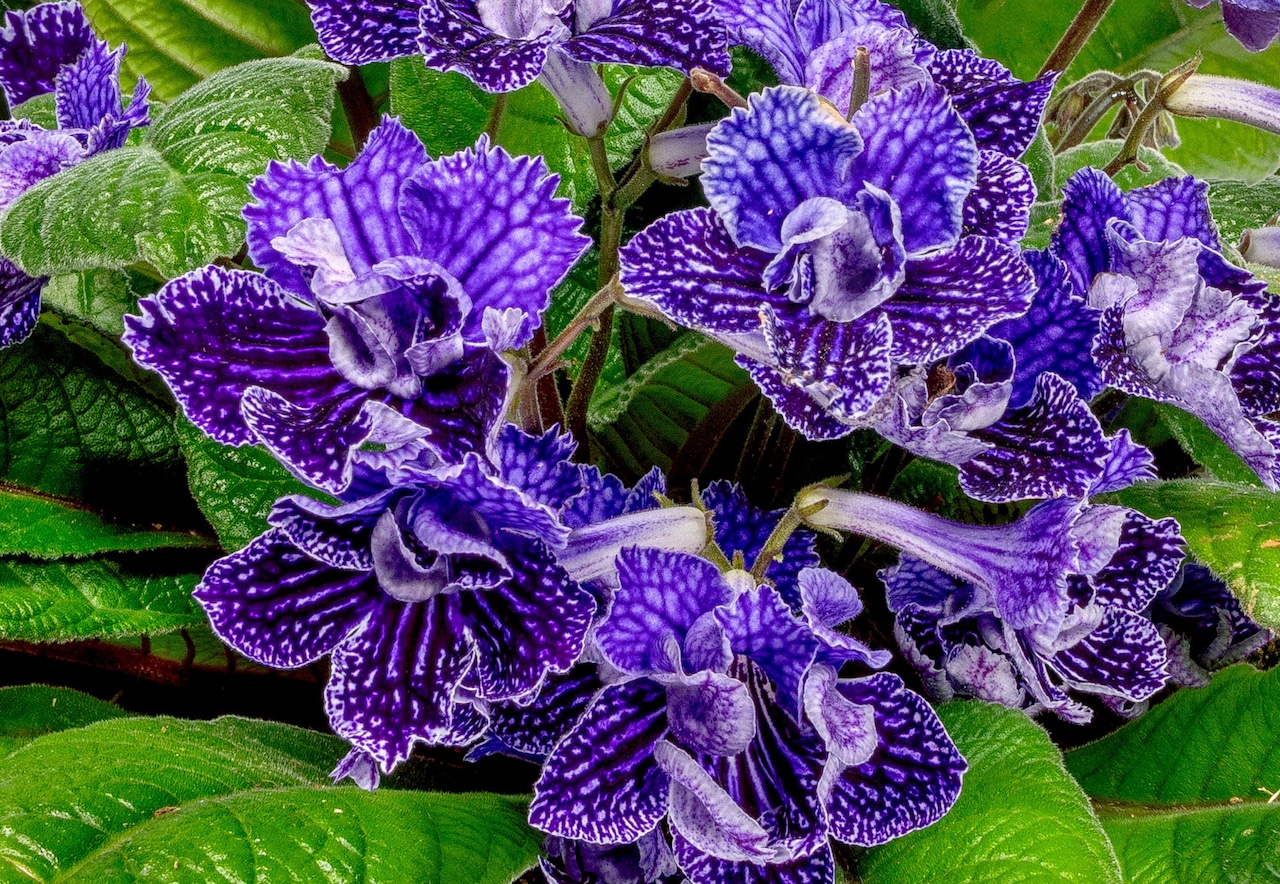 Cape primrose Lady Slippers Double Blue Vein