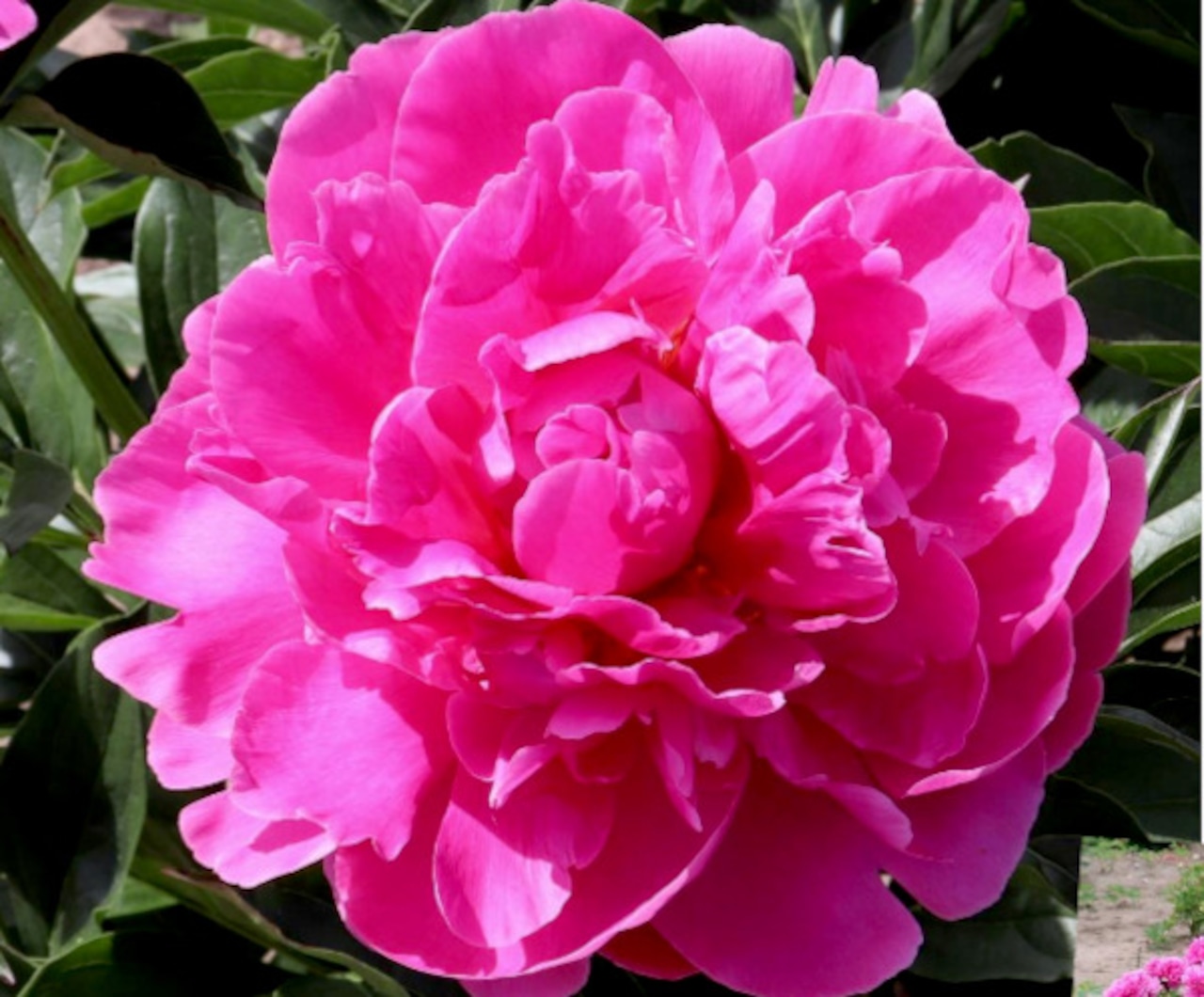 Peony 'Rozella'