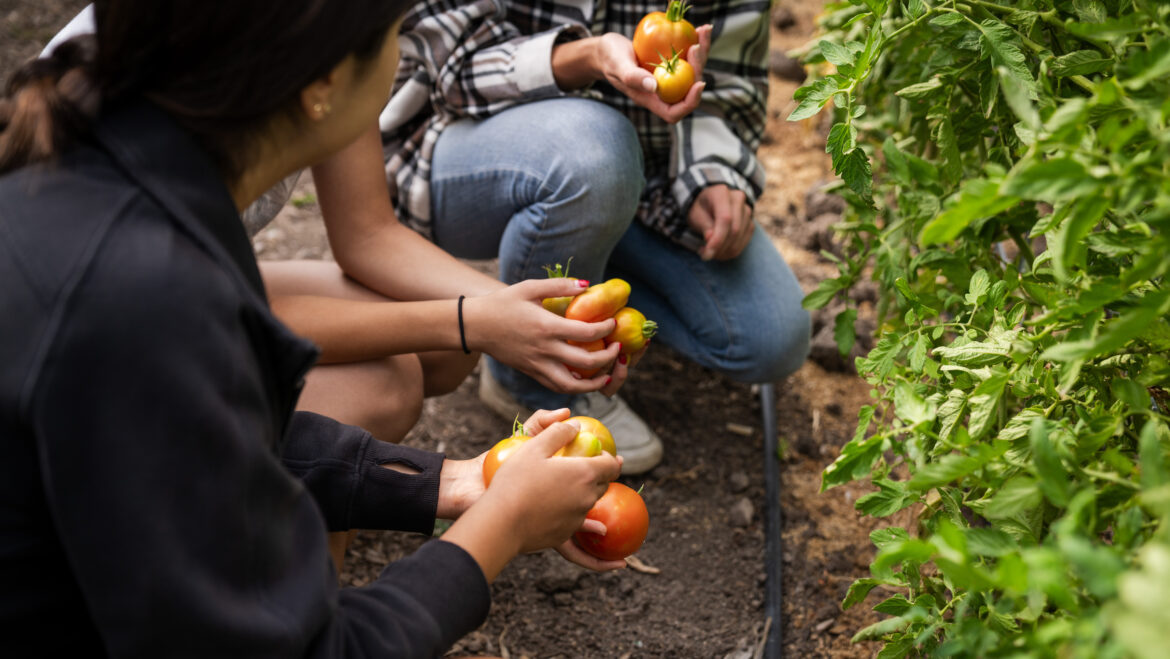 Edible Campus Gardens celebrates 30th anniversary in 2026 – @theU Edible Campus Gardens celebrates 30th anniversary in 2026 – @theU