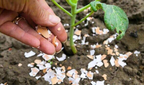 Picture of crushed dried up eggshells in a garden Picture of crushed dried up eggshells in a garden