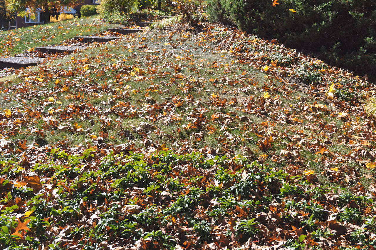 Leaves as an ally