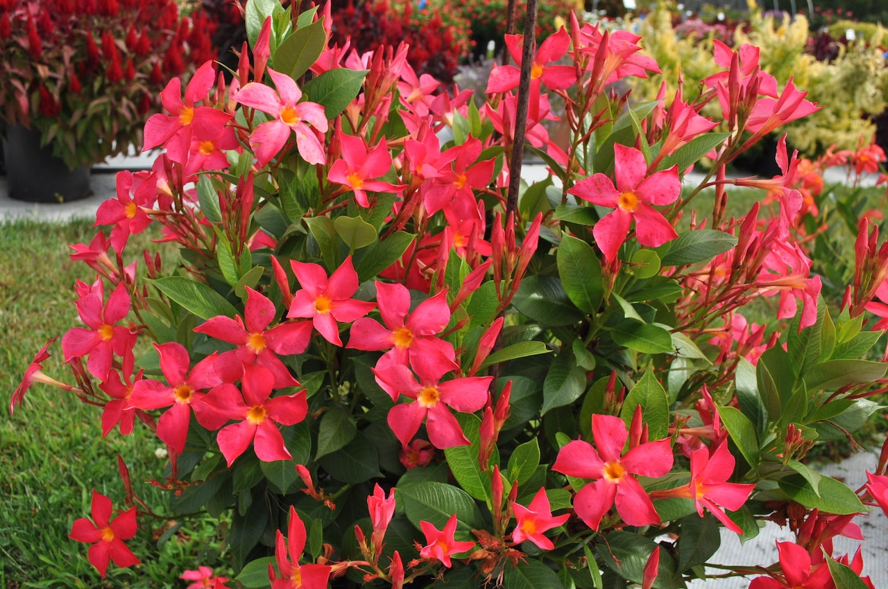 Mandevilla Sun Parasol FiredUp Coral