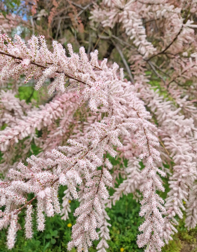 Tamarix tetrandra can filter salt from the soil and excrete it through its leaves. Photograph: Getty Images